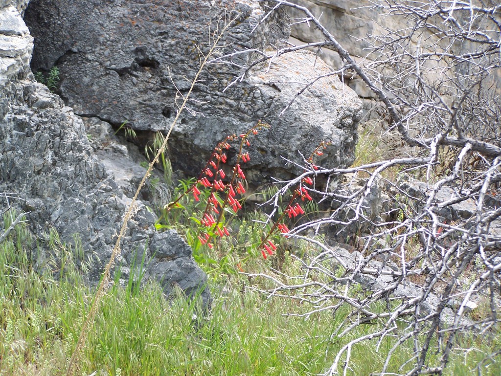 Maple Mountain Penstemon (1)