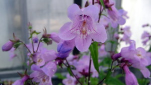 Penstemon (7)