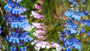 Penstemon in grand teton (12)