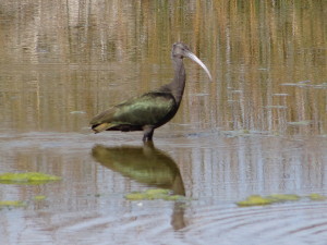 Leland Harris ibis (3)