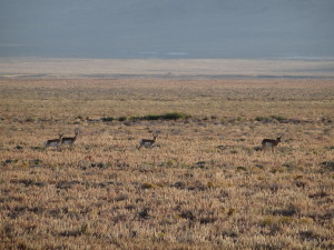 Pronghorn (4)