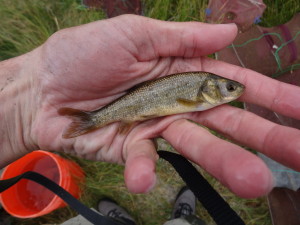 This is not a least chub but is a Utah chub which is the larger fish that lives in the same springs