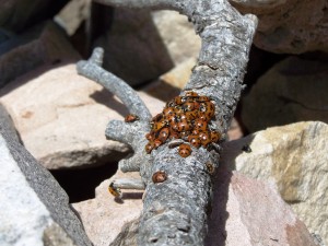 Buckley Mountain 2014 lady bugs (2)