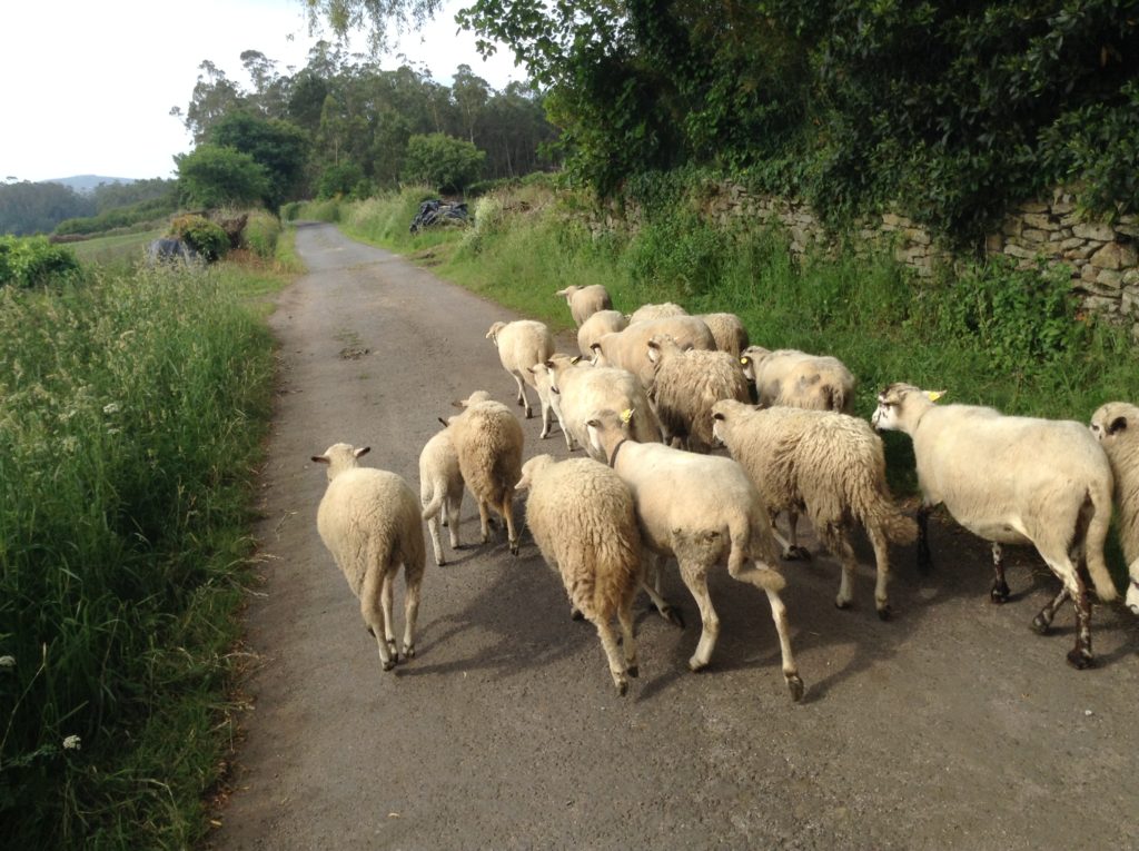 Path with sheep (1)
