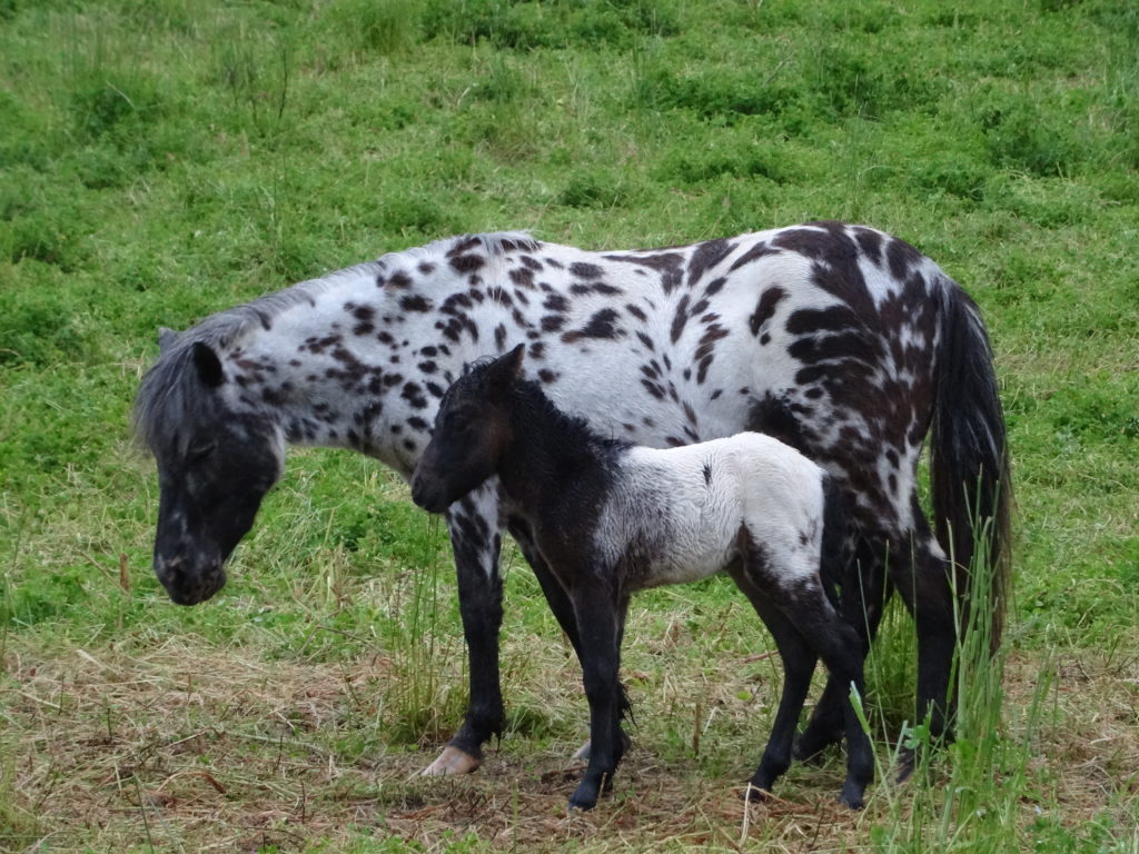 Spanish Pyrenees horses (3)