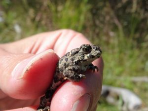 boreal-toadlets-15