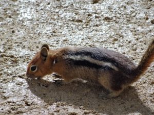 golden-mantle-squirrel-9