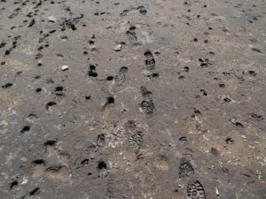 snag-lake-footprints